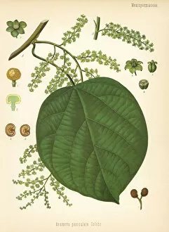 Adolph Gallery: Indian berry tree, Anamirta cocculus