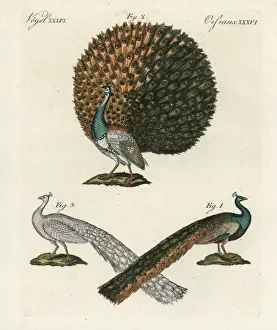 Bilderbuchfurkinder Prints: Indian or blue peafowl, Pavo cristatus