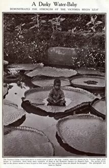 Afloat Gallery: Indian boy sitting on Victoria Regia water lily leaf