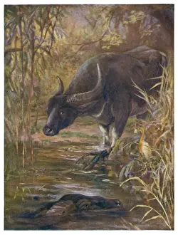Indian Buffalo 1909
