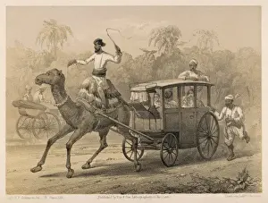 Indian Camel Cart