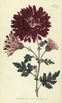 Nurseryman Prints: Indian chrysanthemum, Chrysanthemum indicum