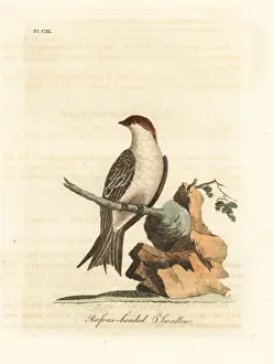 Indica Prints: Indian cliff swallow, Petrochelidon fluvicola