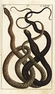 Indian cobra and Malayan vine snake