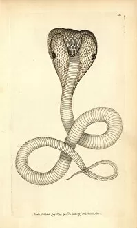 Indian cobra, Naja naja