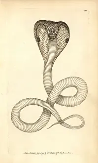Miscellany Prints: Indian cobra, Naja naja