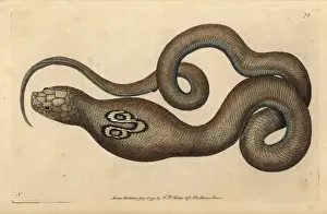 Polydore Prints: Indian cobra, spectacle snake or cobra de capello, Naja naja