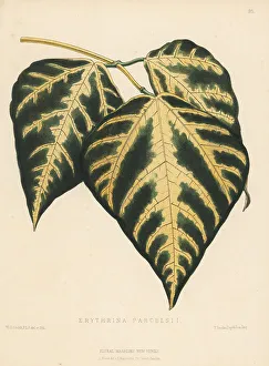 Indian coral tree foliage, Erythrina variegata