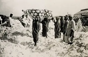 INDIAN COTTON HARVEST