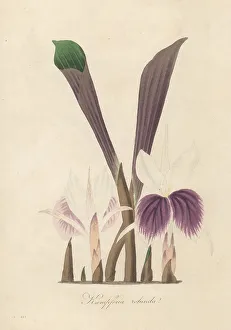 Ayurveda Prints: Indian crocus, Kaempferia rotunda