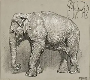 Indian Elephant