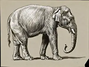 An Indian Elephant