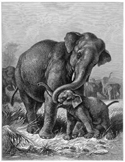 Animals Collection: Indian Elephant
