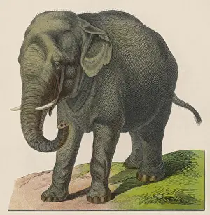 Indian Elephant