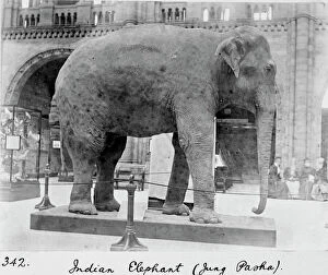 Mammalia Gallery: Indian elephant, c.1898