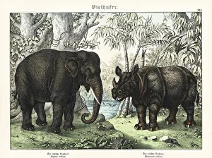 Indian elephant and rhino