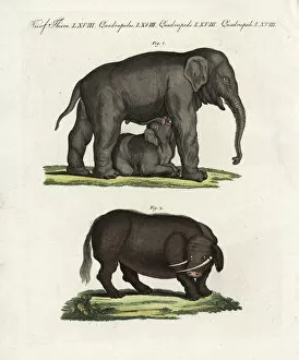 Beast Collection: Indian elephant and sukotyro