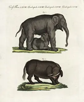 Maximus Prints: Indian elephant and sukotyro