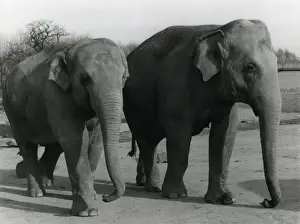 Indian Elephants
