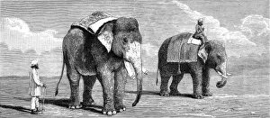 Precisely Prints: Indian Elephants belonging to the Rajah of Puttiala, 1884