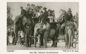 Keepers Prints: Indian elephants at London Zoo