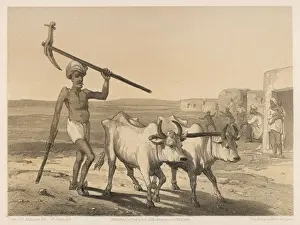 Indian Farmer & Oxen