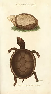 Amphibia Collection: Indian flap-shelled turtle and mud turtle