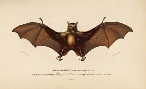Naturelle Prints: Indian flying fox or Indian fruit bat, Pteropus giganteus