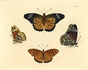 Indian fritillary butterfly, Argynnis hyperbius