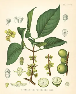 Adolph Gallery: Indian gamboge tree, Garcinia hanburyi