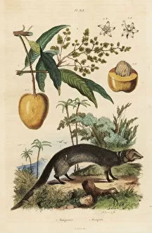 Guerin Meneville Collection: Indian grey mongoose and mango fruit