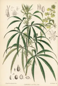 Medicinal Prints: Indian hemp, marijuana, hashish or ganja, Cannabis sativa