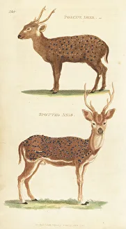 Endangered Prints: Indian hog deer (endangered) and chital