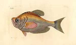 Indicus Prints: Indian humphead, Kurtus indicus