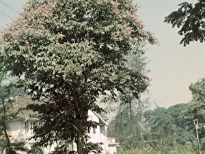 Indian laburnum - Rangoon