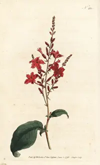 Indica Prints: Indian leadwort, Plumbago indica
