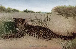 Rosette Prints: Indian leopard cub in the New York Zoological Park