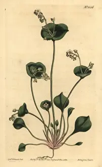 Lettuce Prints: Indian lettuce, Claytonia perfoliata