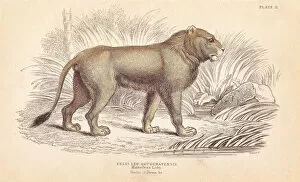 Panthera Collection: Indian lion, Panthera leo goojratensis. Endangered