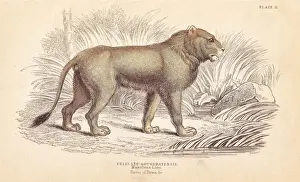 Felis Prints: Indian lion, Panthera leo goojratensis. Endangered