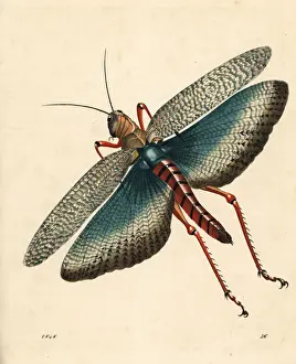 Locust Prints: Indian locust, Gryllus indicus