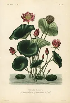 Indian lotus, Nelumbo nucifera