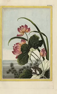 Indian lotus, Nelumbo nucifera, and frog