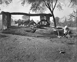 Utilities Prints: Indian man with oxen and water well