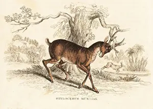 Indian muntjac, Muntiacus muntjak