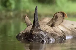 Rhinos Prints: Indian One-horned Rhinoceros