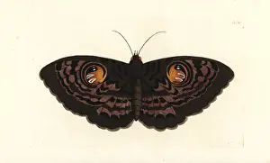 Erebus Prints: Indian owl moth, Erebus macrops