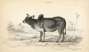 Taurus Collection: Indian ox or zebu, Bos primigenius indicus
