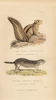 Indian palm squirrel (Funambulus palmarum Indian palm squirrel (Funambulus palmarum