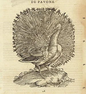 Cambier Prints: Indian peafowl, blue peafowl, Pavo cristatus